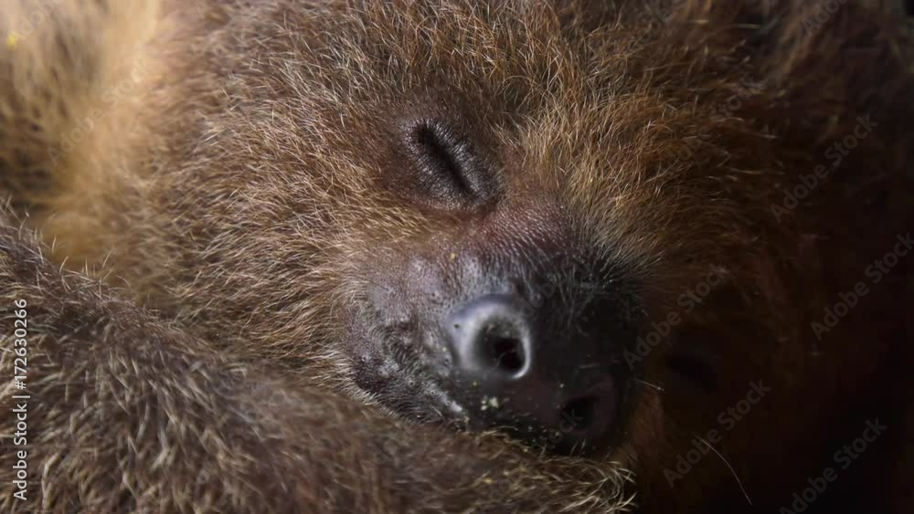 baby sloth sleeping closeup 4k