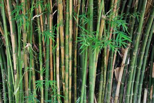 flesh bamboo