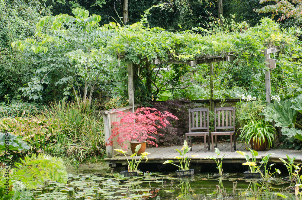 Red Acer in watergarden by chairs