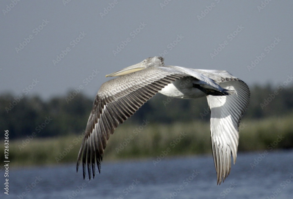 Pelecanus crispus Pelecanus crispus