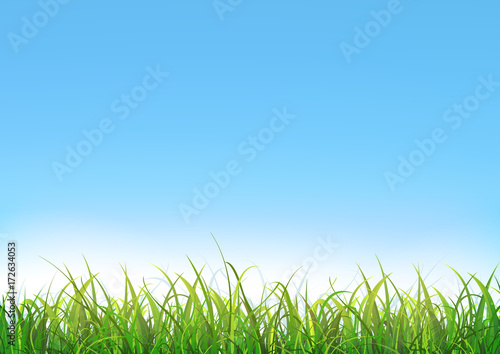 Fototapeta Naklejka Na Ścianę i Meble -  Blue Sky Background With Green Grass