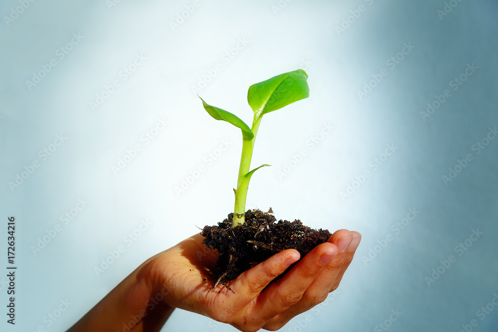Hand and plant. enviroment concept. Blur background.