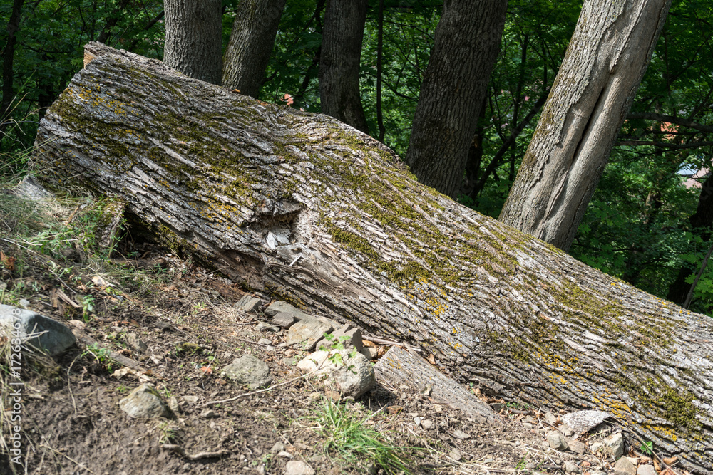 Fallen tree covered with moss lying in a dark forest Fallen tree covered with moss lying in a dark forest