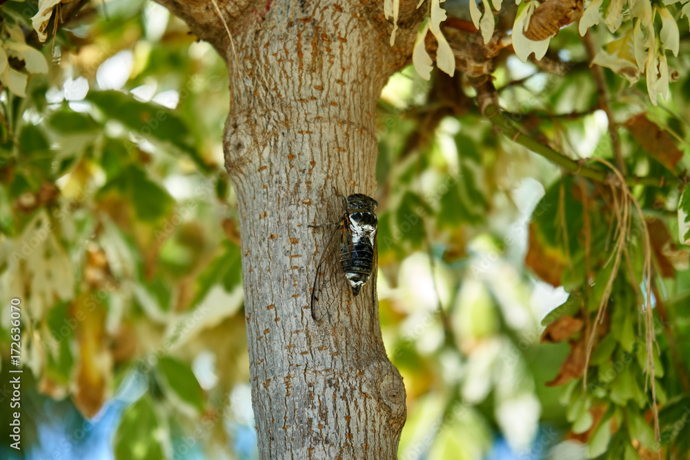 Fototapeta premium Large cicadas on the tree