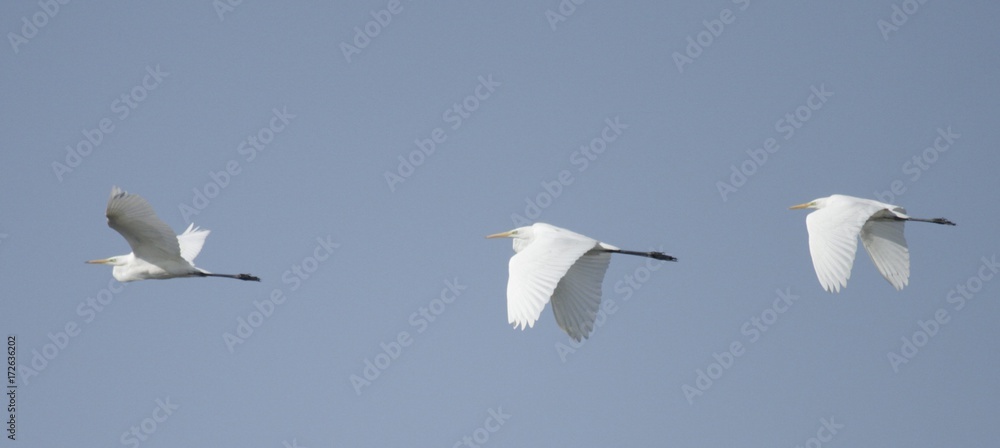 Fototapeta premium Great White Egret