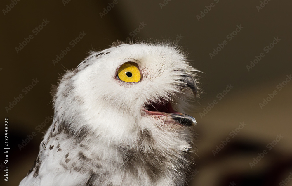 Naklejka premium The snow owl