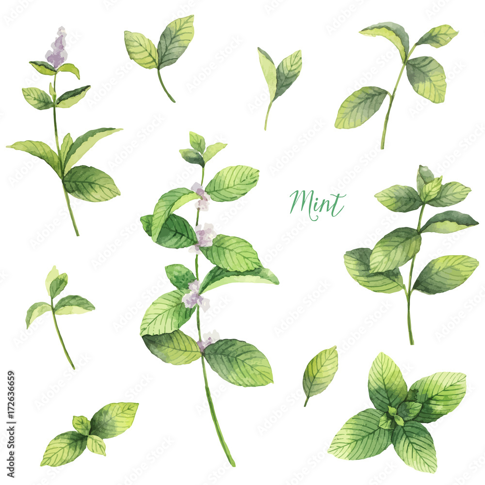 Watercolor vector set of mint branches isolated on white background. - obrazy, fototapety, plakaty 