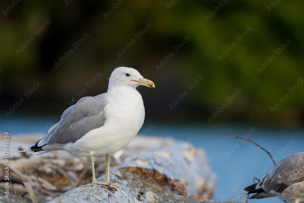 Heringsmöwe (Larus fuscus) am Strand von Port Renfrew auf Vancouver Island, British Columbia, Kanada. Heringsmöwe (Larus fuscus) am Strand von Port Renfrew auf Vancouver Island, British Columbia, Kanada.