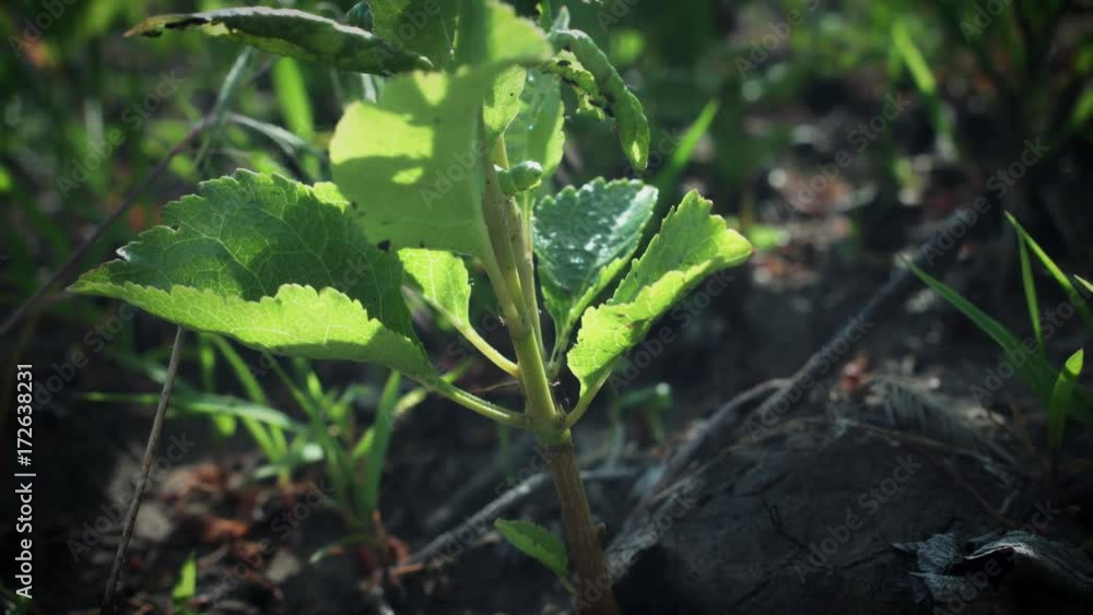4K Shot of Vine Plantations Close-up 4K Shot of Vine Plantations Close-up