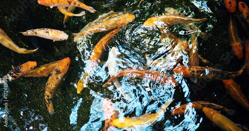 Group of colorful koi fish swimming in pond