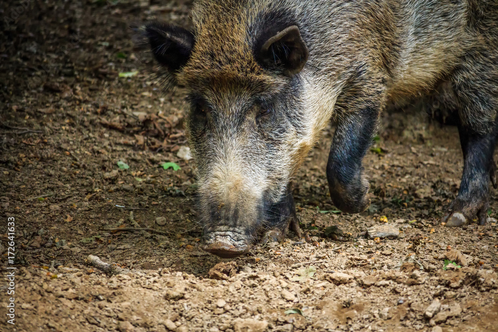 Wild boar bursts with the nose in the dirt Wild boar bursts with the nose in the dirt