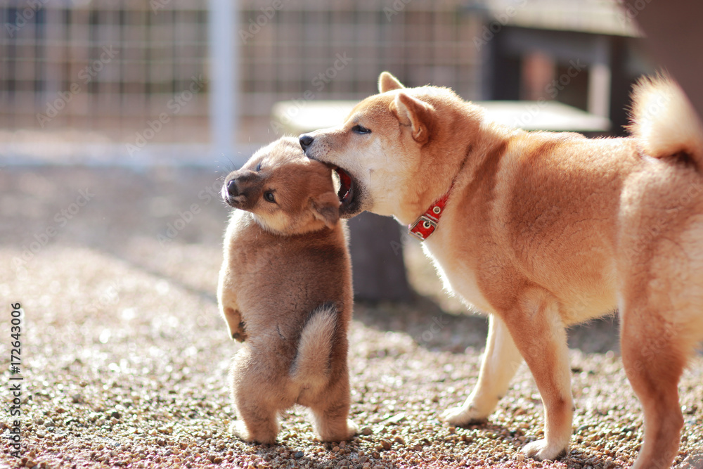 子犬のやんちゃに困る成犬の柴犬 Stock Photo Adobe Stock 子犬のやんちゃに困る成犬の柴犬 Stock Photo Adobe Stock