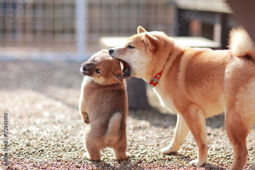 子犬のやんちゃに困る成犬の柴犬 Stock Photo Adobe Stock