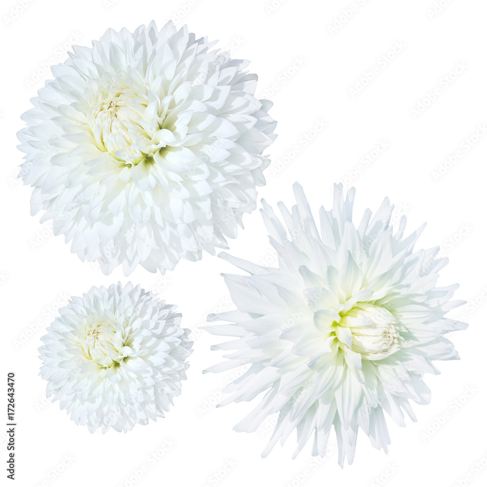  white dahlia flower