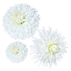 Keuken achterwand Dahlia Witte dahlia met fijne blaadjes  © lms_lms