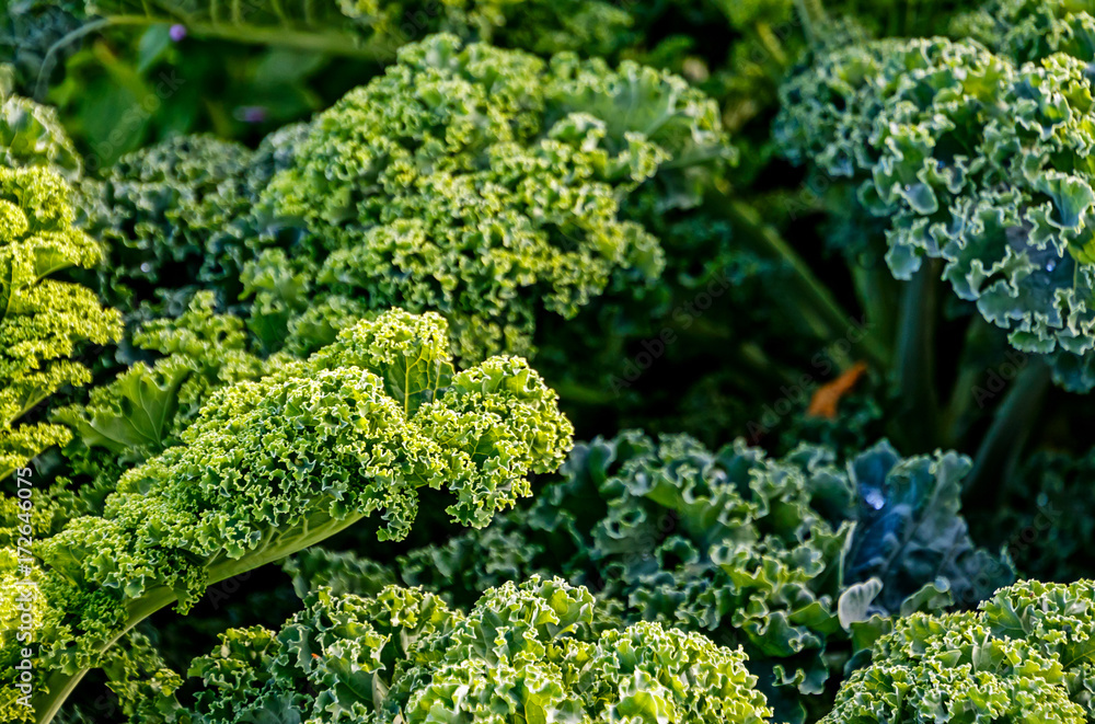 Grünkohl-Pflanzen im Acker