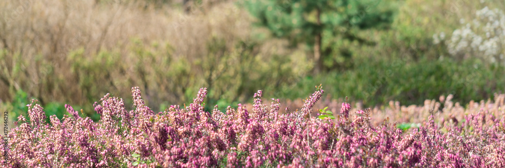 Panorama von Winterheide, Erica carnea Panorama von Winterheide, Erica carnea
