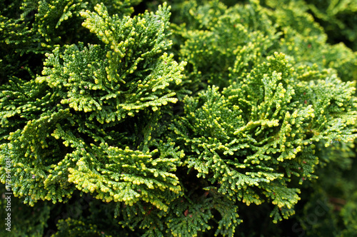 Thuja. Natural green background.