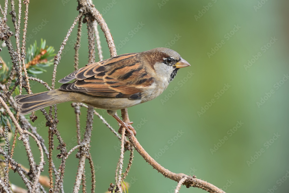 Haussperling männlich