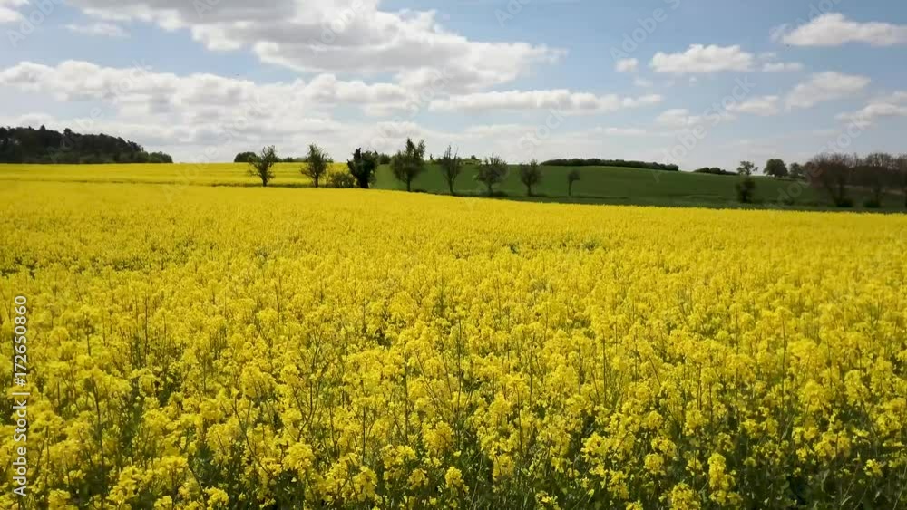Aerial video ,field of yellow rapeseed Aerial video ,field of yellow rapeseed