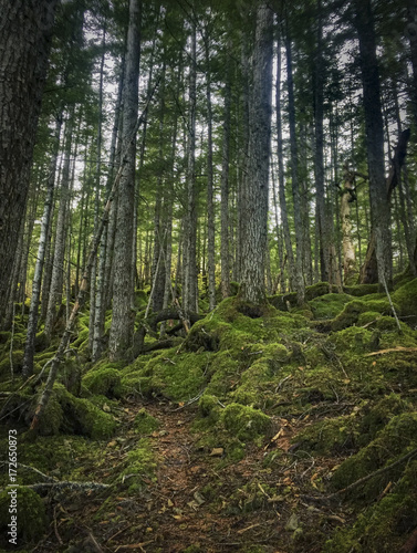 Forest in Alaska © Sam