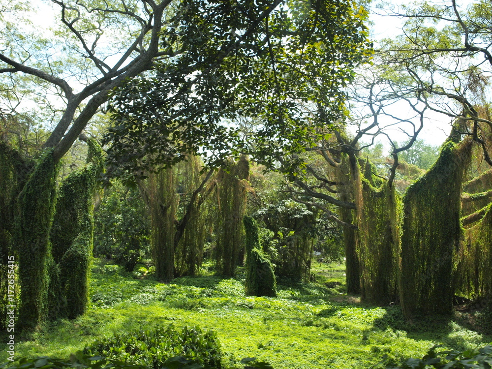 Havana forest summertime green bright colour Havana forest summertime green bright colour