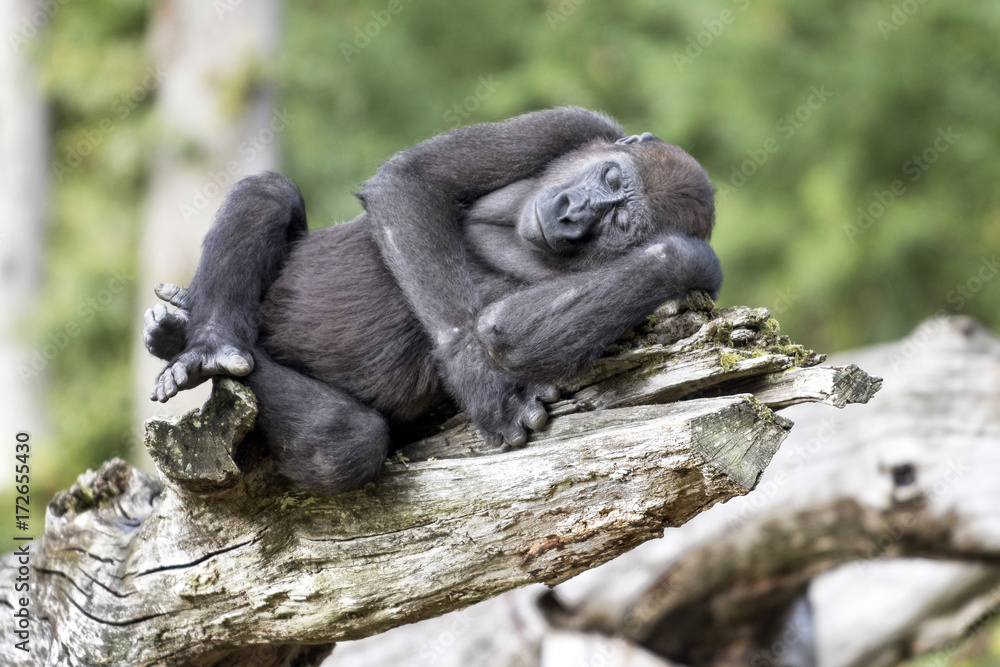 Obraz premium Gorille de 9 ans