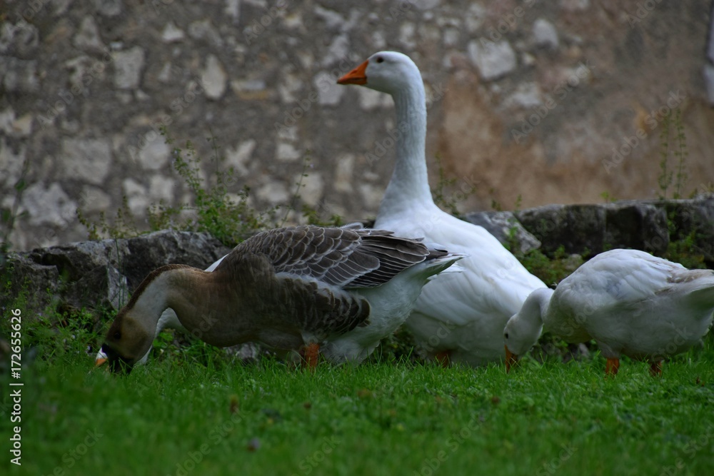 Ländliche Indylle mit Hausgänsen und Wildgans am Gardasee auf grüner Wiese, Anserinae in Italien Ländliche Indylle mit Hausgänsen und Wildgans am Gardasee auf grüner Wiese, Anserinae in Italien