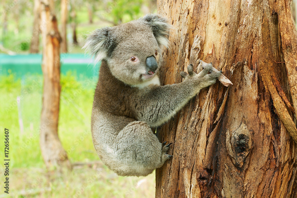 Naklejka premium Australian koala bear on eucalyptus tree, Victoria, Australia.