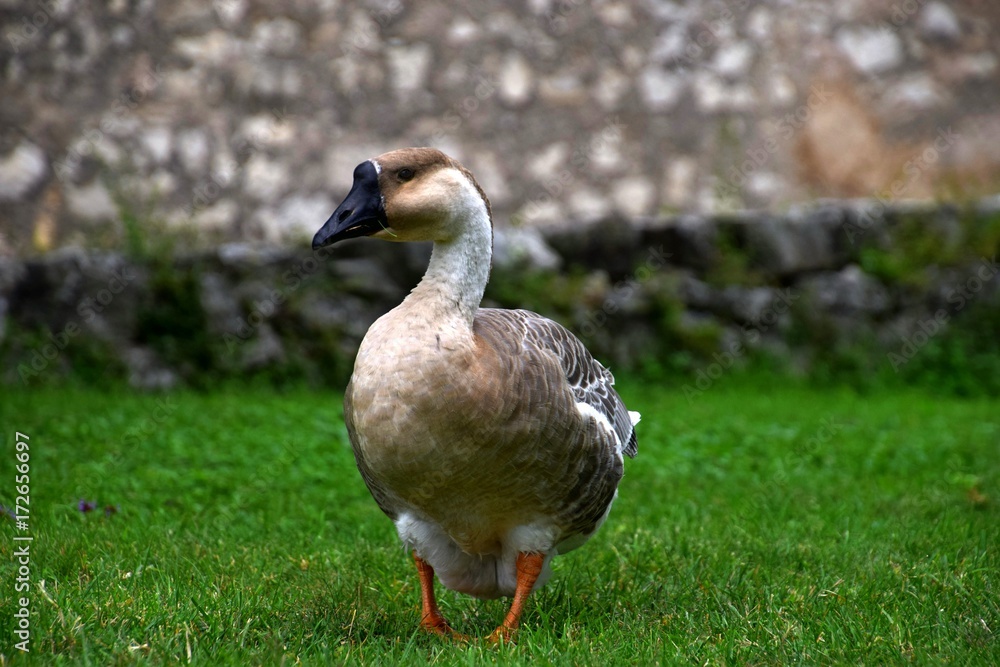 Ländliche Indylle mit Hausgänsen und Wildgans am Gardasee auf grüner Wiese, Anserinae in Italien Ländliche Indylle mit Hausgänsen und Wildgans am Gardasee auf grüner Wiese, Anserinae in Italien