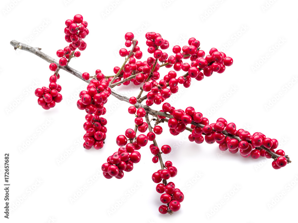 European Holly (Ilex) leaves and fruit on a white background. European Holly (Ilex) leaves and fruit on a white background.