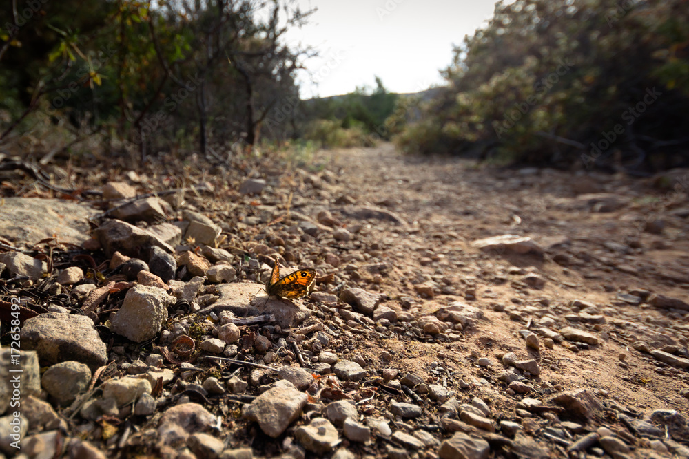Obraz premium Farfalla sul sentiero