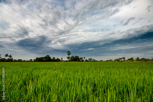 rice field on clouds sky background