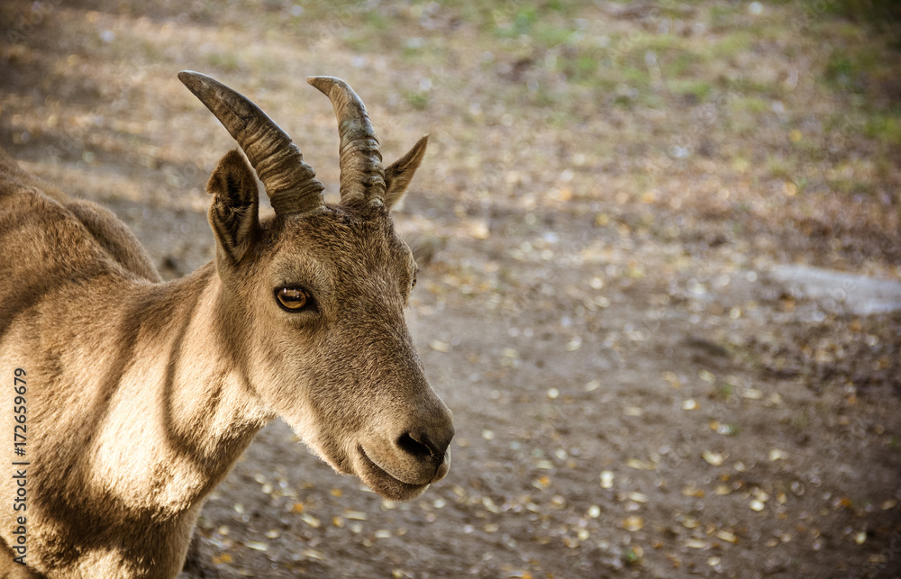 Рortrait of a mountain goat. Mountain goat on natural natural background. Рortrait of a mountain goat. Mountain goat on natural natural background.