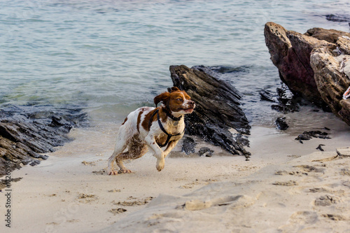 Cane gioca in spiaggia photo