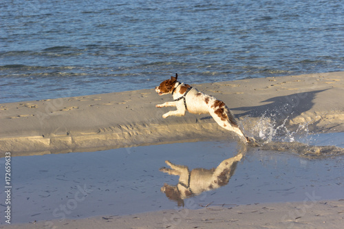 Cane che gioca nell'acqua photo
