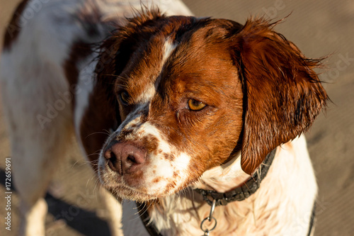 Ritratto di cane, espaniel breton photo