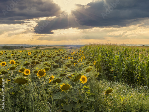 Sunflowers beside corn.