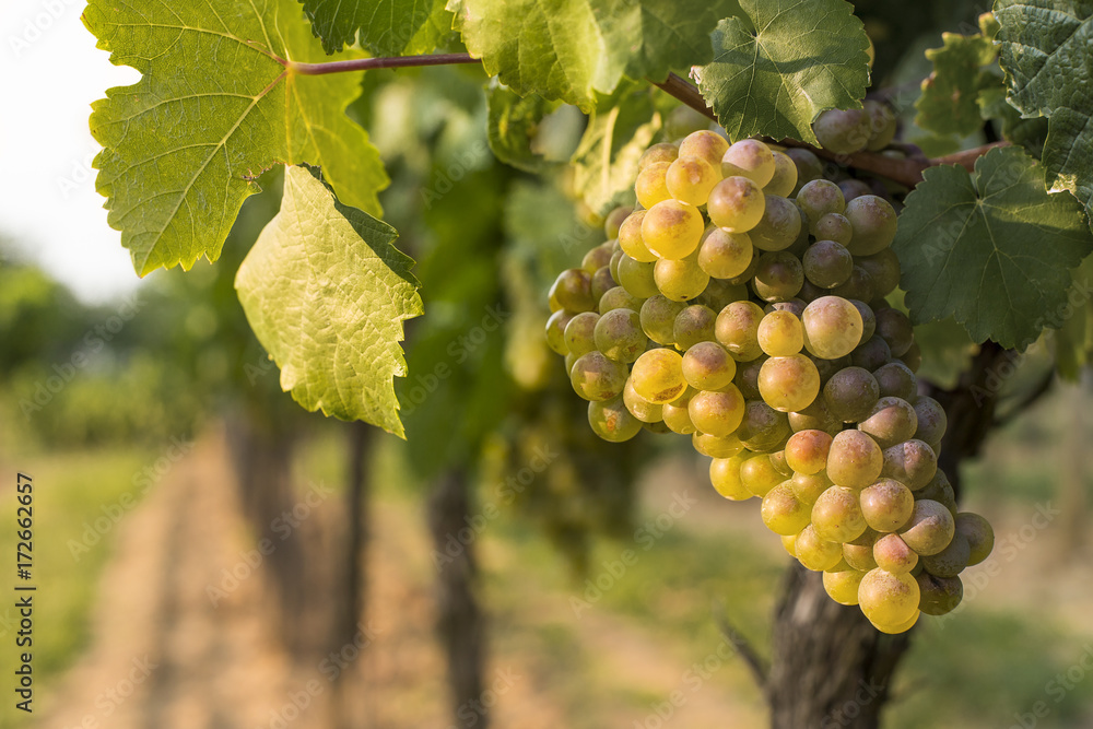 Fototapeta premium Grapes in the evening light.