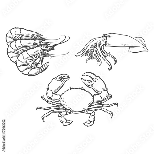 vector sketch cartoon sea crayfish lobster, crab and squid. Isolated illustration on a white background. Sea delicacy food concept