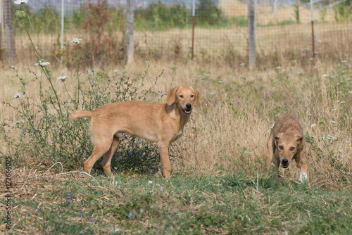 Curious yellow dog