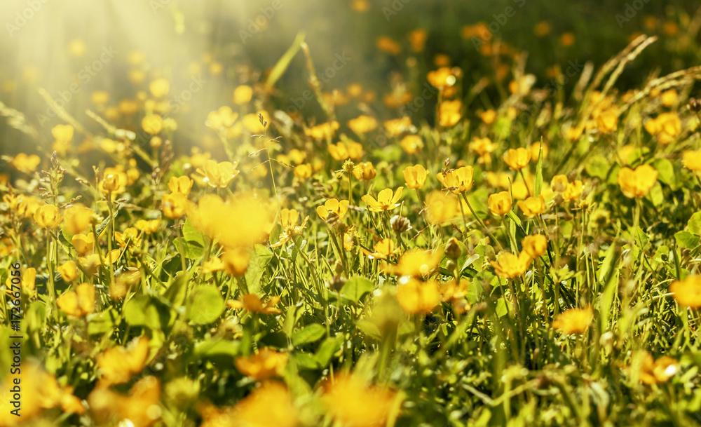 Yellow flowers on meadow under sun