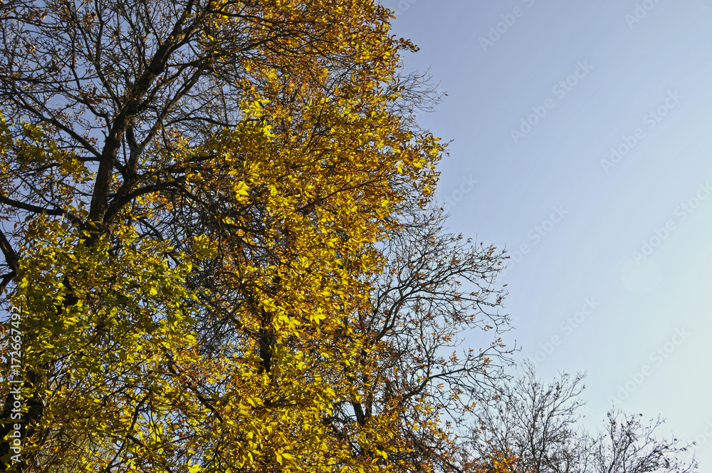 Fototapeta premium crownsky