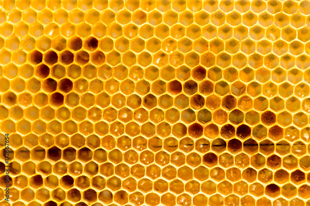 honey comb with honey as a background