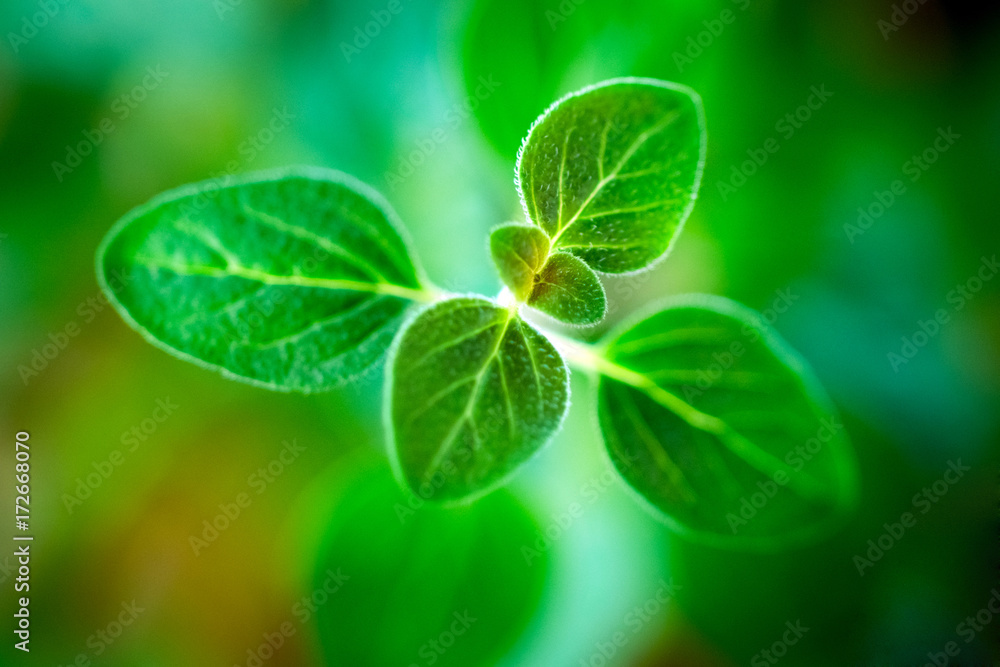 Fresh oregano herb Fresh oregano herb