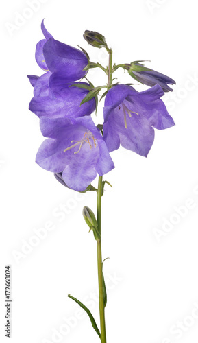 four violet bellflower blooms on green stem