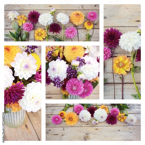 Fototapeta Naklejka Na Ścianę i Meble -  Dahlien - Collage