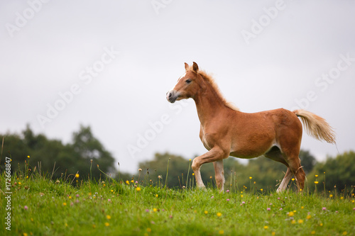 The running foal
