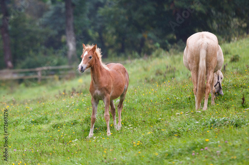 Foal with her mother