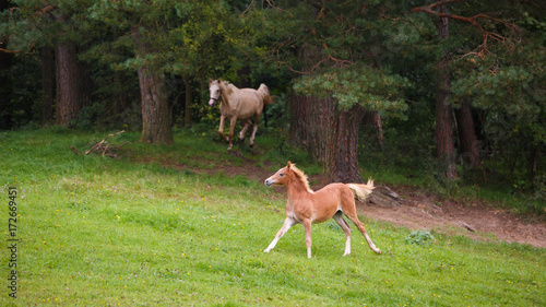 Fototapeta Naklejka Na Ścianę i Meble -  Running horses on the meadow